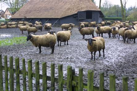 foto van schaapskudde