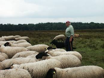 foto van schaapskudde