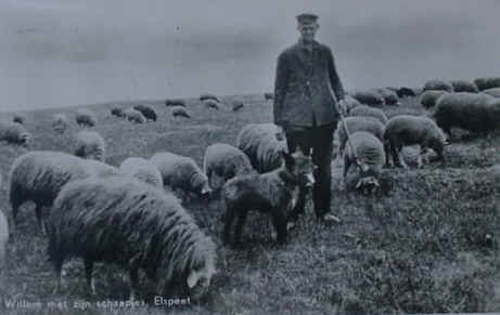 Willem Mouw met schapen