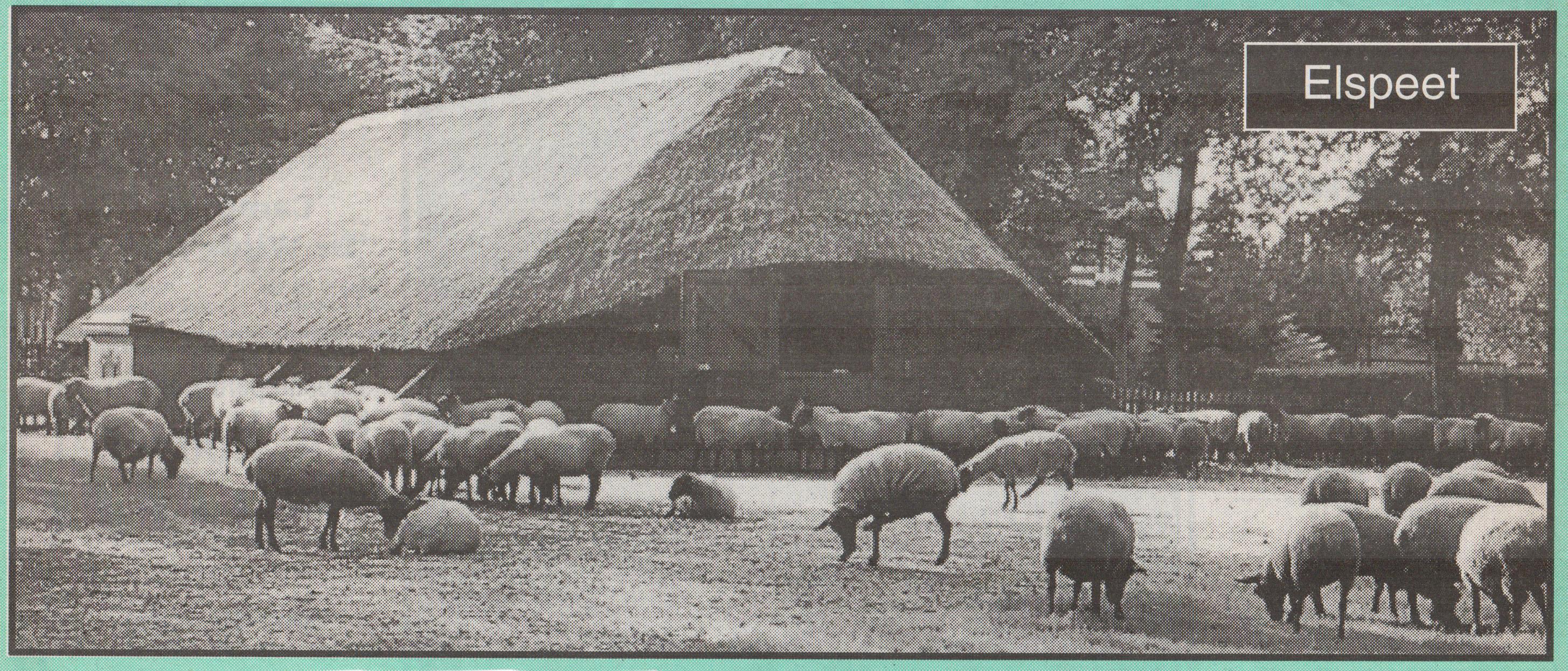 schaapskooi elspeet, jaar onbekend, zwartkoppen (knipsel Christien)